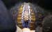 Snuffbox mussel Photo